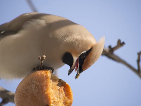 Waxwing eating apple