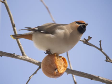 Waxwing eating apple