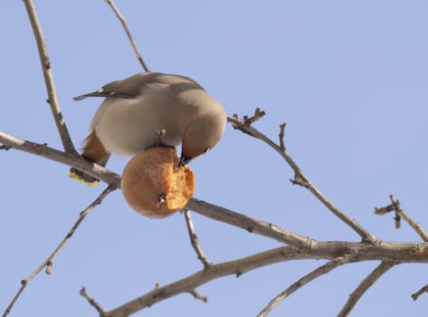 Waxwing eating apple