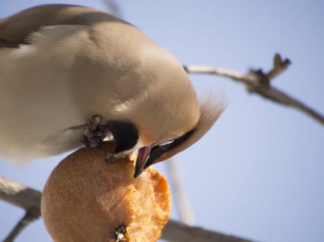 Waxwing eating apple