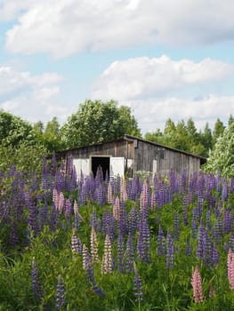 Wooden house in the village