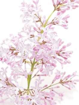 Lilac flower on a white background