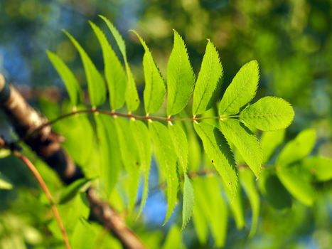 The leaves of mountain ash