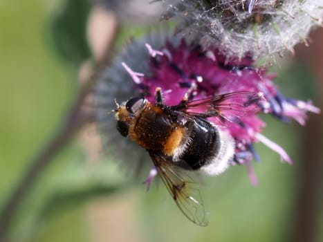 Fly on a flower