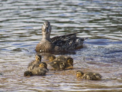 mallard duck and baby duck 