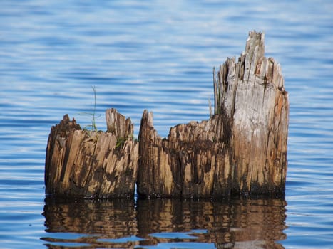 old piles in the lake