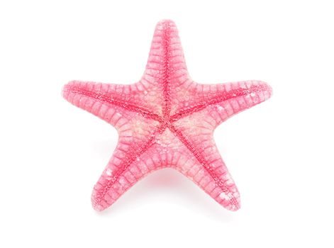 Starfish on a white background