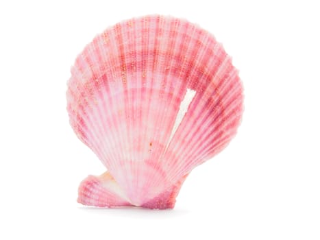 sea shell isolated on white 