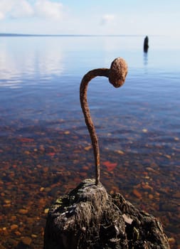 Curved nail in the old pile on the lake