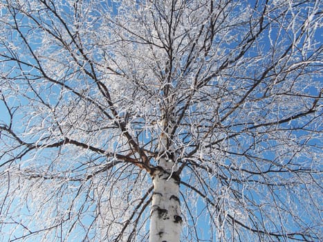 Birch in snow