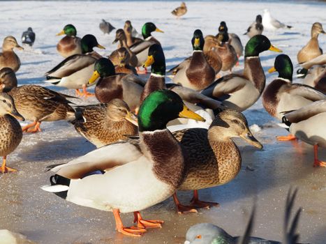 Birds on the lake in winter