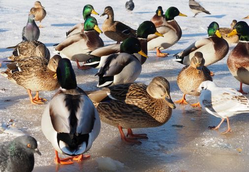 Birds on the lake in winter