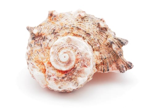 sea shell isolated on white 