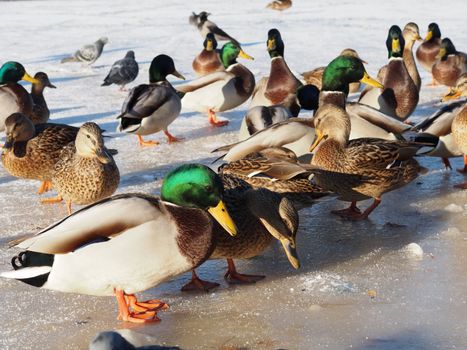 Birds on the lake in winter 