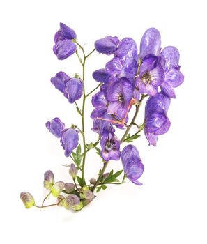 Aconitum napellus on a white background 