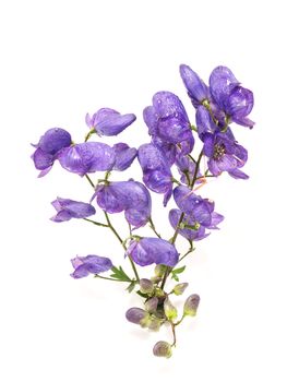 Aconitum napellus on a white background 