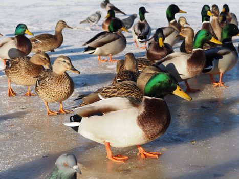 Birds on the lake in winter 