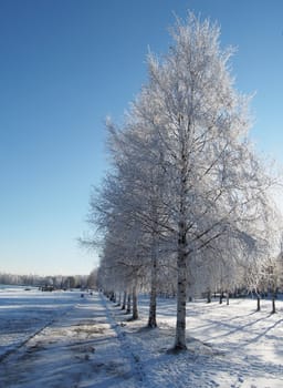 Birch in snow