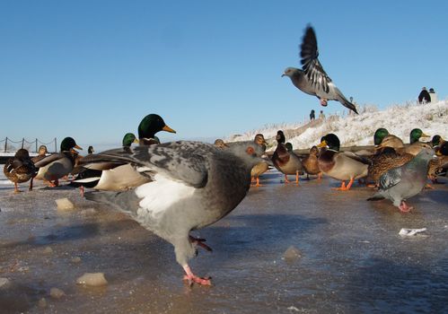 Birds on the lake in winter 