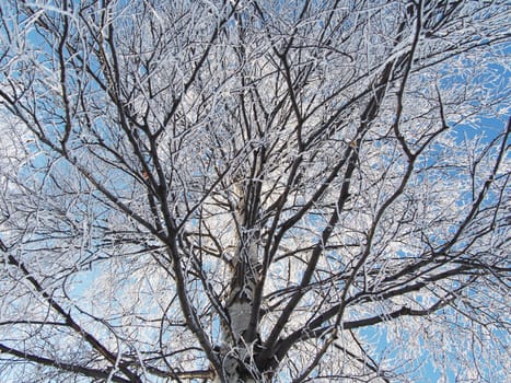 Birch in snow