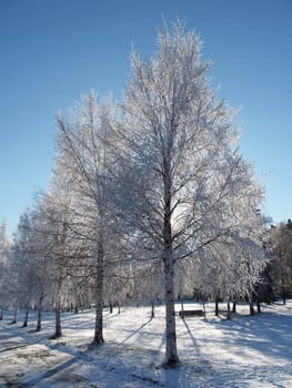 Birch in snow