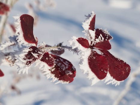 Barberry twig in snow