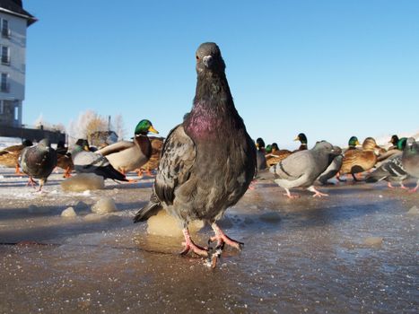 Birds on the lake in winter