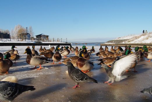 Birds on the lake in winter 