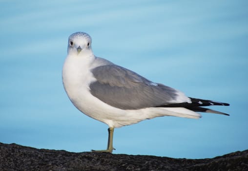 Seagull