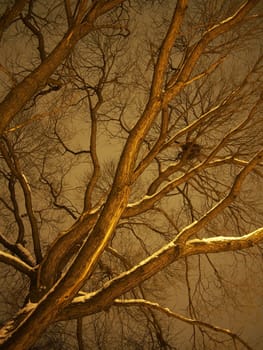 trunk of the tree