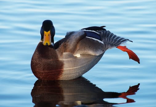 Ducks on the lake in winter