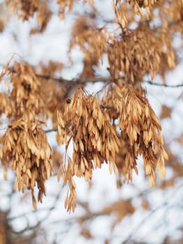 Ash seeds on branches in winter
