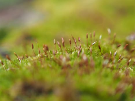  moss in forest 