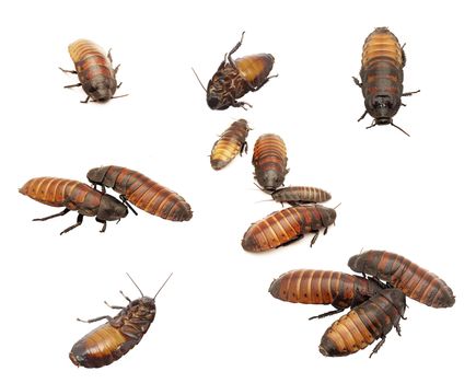 Madagascar cockroaches isolation on a white background