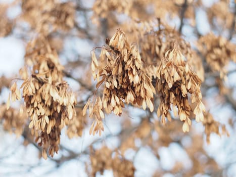 Ash seeds on branches in winter