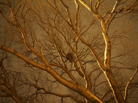 trunk of the tree