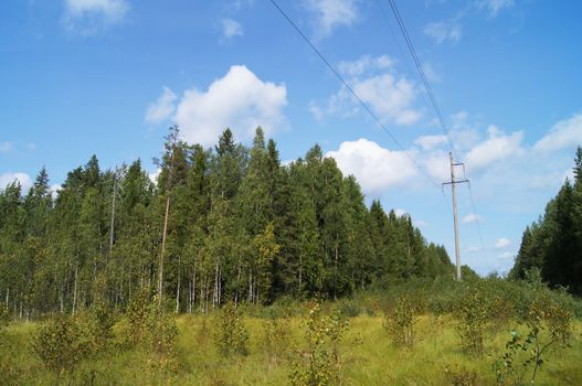 power lines in the forest