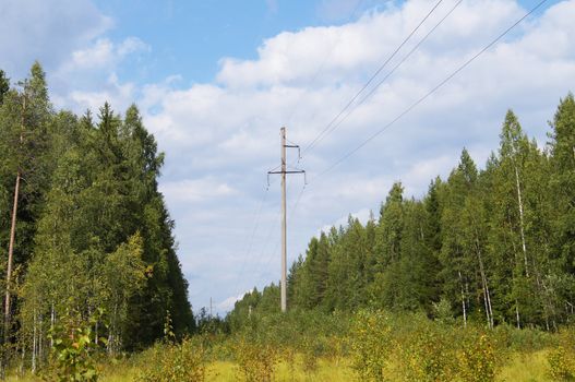 power lines in the forest