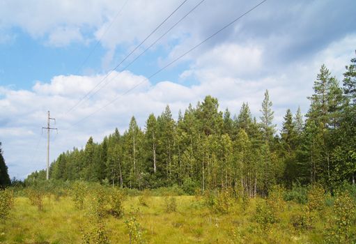 power lines in the forest