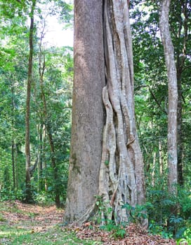 Trees and walking in the forest in Thailand