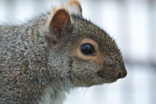 Extreme closeup on a squirrel