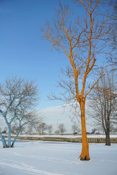 Bizarre color tree