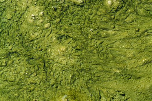 natural background of a abstract organic slimy substance with algae and small bubbles