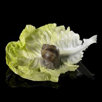 studio photography of a Grapevine snail on a single lettuce leaf in black reflective back