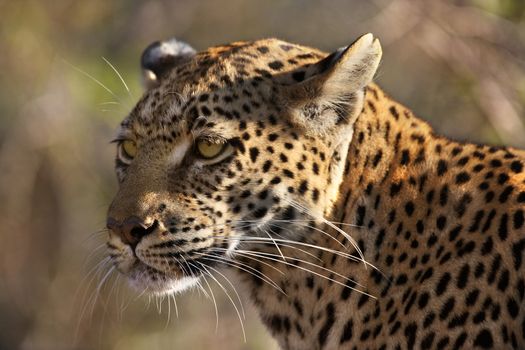 An adult female Leopard (Panthera pardus) in the Savuti area of Botswana