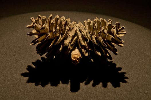 pine cone on the black background