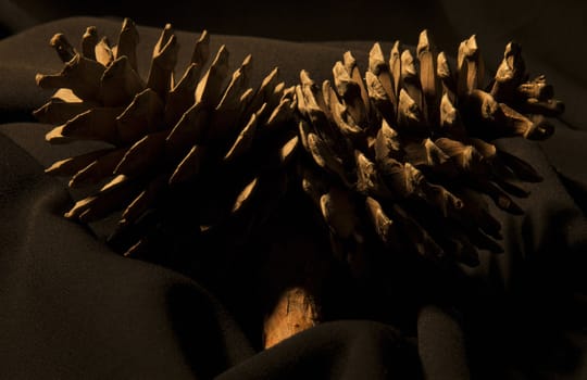 pine cone on the black background