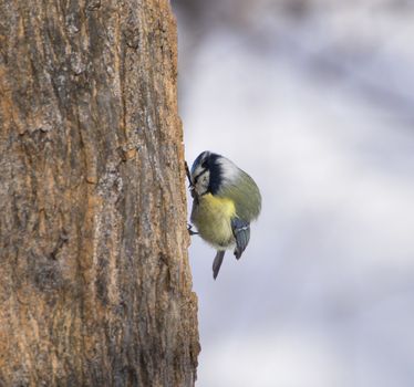 Cyanistes caeruleus on tree
