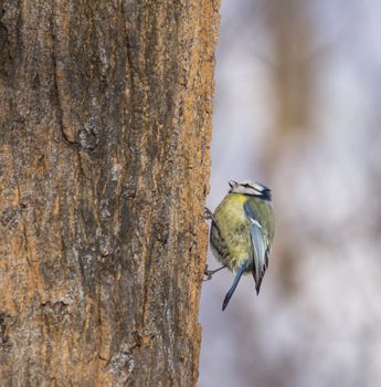 Cyanistes caeruleus on tree