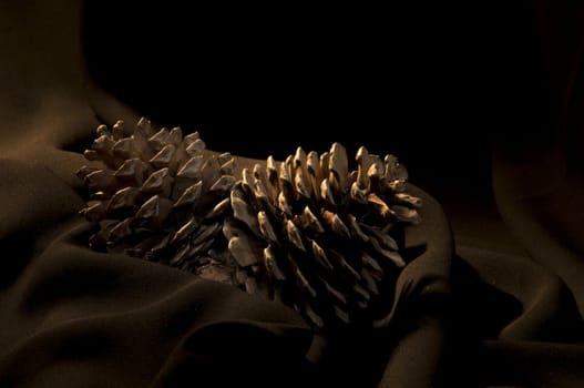 pine cone on the black background